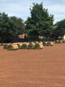 Giant wheels of sod waiting to be placed on the Quad