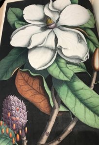 Magnolia drawing in a large book of flora and fauna