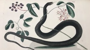 Beautiful snake painting
