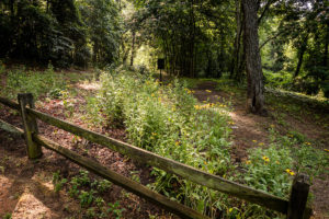 Black eyed Susans line the trail on the way to Reynolda Village, on the campus of Wake Forest University, Monday, June 3, 2019.