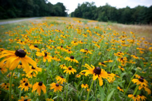 Black Eyed Susans bloom bright yellow in the meadow in front of Reynolda House Museum of American Art on Tuesday, June 30, 2009. Gardeners allowed the field to grow into a meadow starting in 2008.