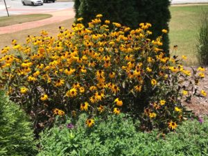 Alumni Hall black eyed susans