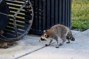 A raccoon gets into a trash can outside the Welcome Center on campus on Wednesday, July 17, 2019.