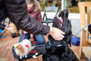 Therapy dogs visit Farrell Hall on the Wake Forest campus to provide stress relief for students. Black Labrador Retriever Yukon enjoys the gathering.