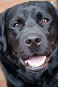 Therapy dogs visit Farrell Hall on the Wake Forest campus to provide stress relief for students. Black Labrador Retriever Yukon enjoys the gathering.