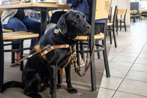 Enzo the service dog