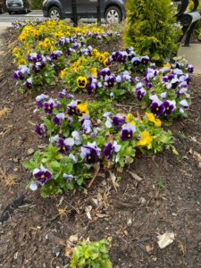 pansies outside of Johnson Hall