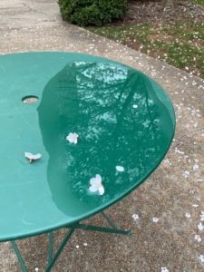 petals in a cafe table puddle