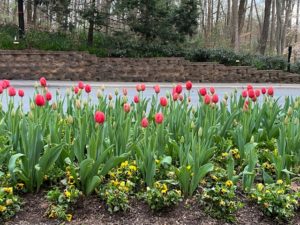 beautiful red tulips