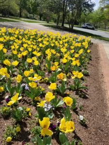 flowerbeds on campus April 14 2020