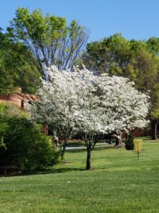 flowering trees April 14, 2020