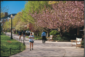 A student looks at her mail as she walks down the tree-lined Quad at Wake Forest University. ©2002 Wake Forest University Office of Creative Services. Photo by Ken Bennett.