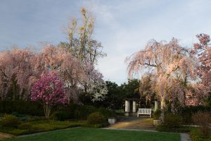 Early spring flowering trees and flowers decorate Reynolda Gardens on the campus of Wake Forest University on Thursday, April 1, 2010.