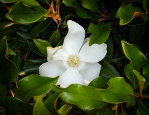 A magnolia blooms on the campus of Wake Forest University, Saturday, May 25, 2019.