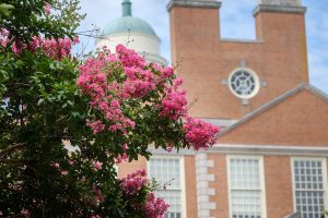 Crepe myrtles bloom on Manchester Plaza, on the campus of Wake Forest University, Tuesday, July 21, 2020.