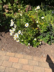 daisies