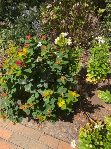 flowers
