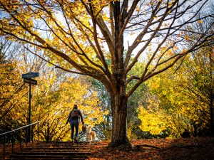 A Wake Forest student walks onto campus with her dog on a beautiful fall morning on Wednesday, November 6, 2019.