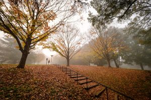 Heavy fog blankets the Wake Forest campus early on the morning of Tuesday, October 27, 2020. A long stairway climbs through the fall color onto campus.
