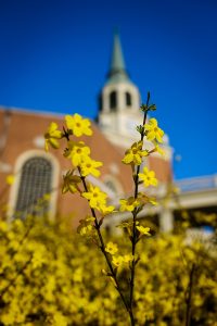 Forsythia blooms on the Wake Forest campus during an unusually warm week in January, on Thursday, January 16, 2020.
