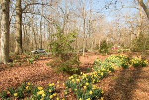 Daffodils cover the woods along the main road into Wake Forest. ©2005 Wake Forest University Office of Creative Services. Photo by Ken Bennett. All Rights Reserved. Contact: 336-758-5379.