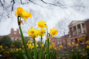 Daffodils bloom in front of the Benson Center on the campus of Wake Forest University on Monday, March 19, 2012.