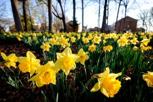 Daffodils bloom on the south campus of Wake Forest University on Wednesday, March 16, 2016.