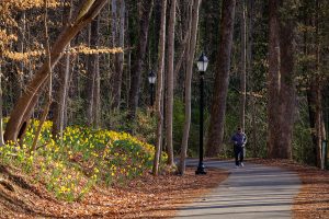 Daffodils bloom along the pathway from the Wake Forest campus to Reynolda Village on Thursday, March 2, 2017. The landscaping crew planted 10,000 bulbs after the renovation of the pathway.