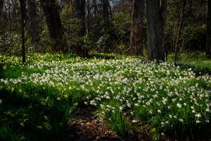 Daffodils bloom along the Reynolda House pathway on the campus of Wake Forest University, Thursday, March 22, 2018.