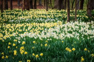 Daffodils bloom in a giant profusion of color along the meadow in front of Reynolda House, on the campus of Wake Forest University, Thursday, March 12, 2020.