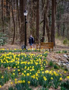 Students use the pathway to Reynolda Village as the daffodils start to bloom in profusion, on the campus of Wake Forest University, Tuesday, March 9, 2021.