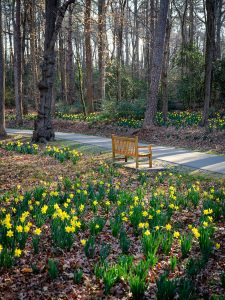 Daffodils line the walkway to Reynolda Village, on the campus of Wake Forest University on Wednesday, March 10, 2021.