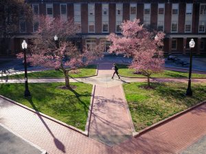Wake Forest students walk past blooming cherry trees on Tribble Courtyard, on the campus of Wake Forest University on Wednesday, March 10, 2021.