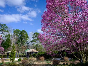 star magnolia trees are in full bloom at Reynolda Gardens, on the campus of Wake Forest University, Monday, March 22, 2021.