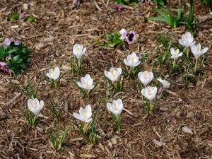 Crocuses bloom at Reynolda Gardens, on the campus of Wake Forest University, Monday, March 22, 2021.