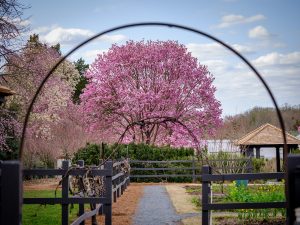 Star magnolia trees are in full bloom at Reynolda Gardens, on the campus of Wake Forest University, Monday, March 22, 2021.