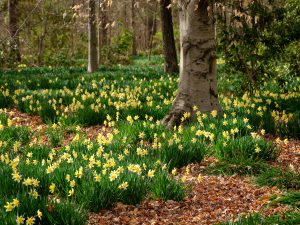 Daffodils are in full bloom at Reynolda Gardens and Reynolda House, on the campus of Wake Forest University, Monday, March 22, 2021.