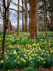 Daffodils are in full bloom at Reynolda Gardens and Reynolda House, on the campus of Wake Forest University, Monday, March 22, 2021.