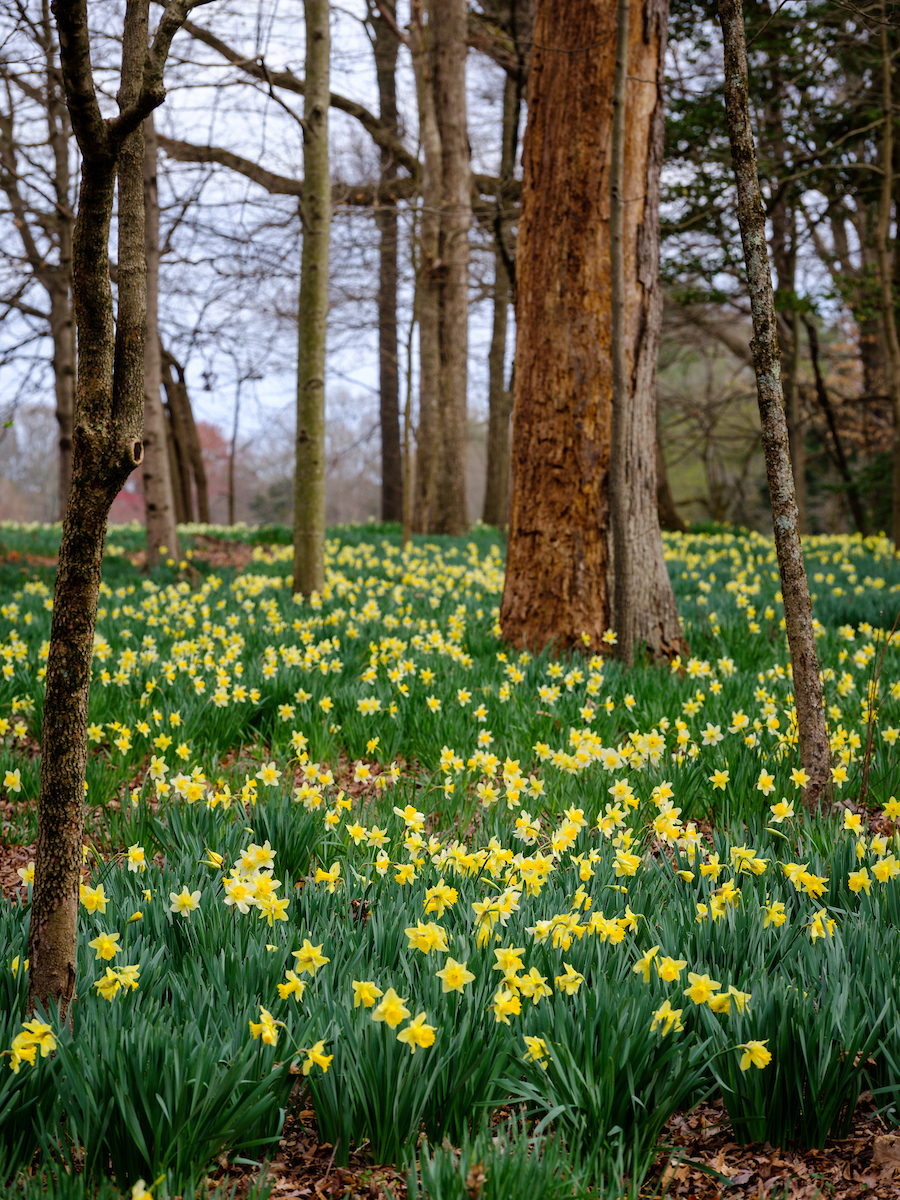 Daffodils are in full bloom at Reynolda Gardens and Reynolda House, on the campus of Wake Forest University, Monday, March 22, 2021.
