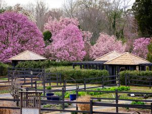 Star magnolia trees are in full bloom at Reynolda Gardens, on the campus of Wake Forest University, Monday, March 22, 2021.