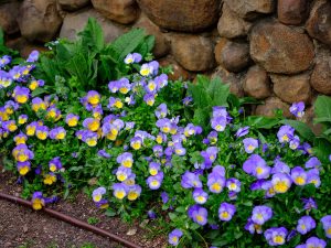 Spring flowers bloom at Reynolda Gardens, on the campus of Wake Forest University, Monday, March 22, 2021.