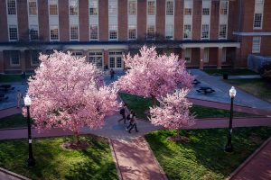 Wake Forest students walk to class across Tribble Plaza past blooming cherry trees on Monday, February 20, 2017.