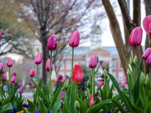 Tulips bloom in front of the Z. Smith Reynolds Library, on the campus of Wake Forest University, Thursday, April 4, 2019.