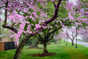 The Eastern redbud trees have started blooming on the campus of Wake Forest University, Tuesday, April 9, 2019.