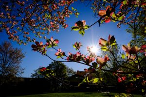 Blooming dogwoods frame the morning sun, on the campus of Wake Forest University