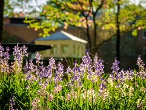 Spring flowers bloom in front of Luter Residence Hall, on the campus of Wake Forest University