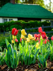 Tulips bloom in Reynolda Gardens, on the campus of Wake Forest University