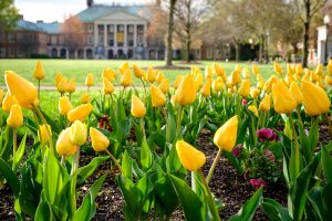 Tulips bloom on Hearn Plaza, on the campus of Wake Forest University, Thursday, April 1, 2021.