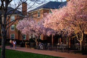 The late afternoon sun lights cherry trees in front of Poteat Residence as students enjoy being outside, on the campus of Wake Forest University, Friday, March 26, 2021.