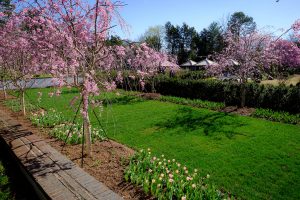Cherry and deciduous magnolias are in full bloom in Reynolda Gardens, on the campus of Wake Forest University, Friday, March 26, 2021.